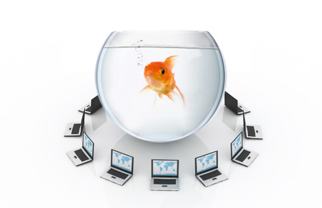 tech goldfish